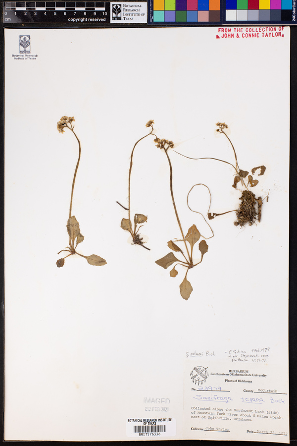 Saxifraga palmeri image