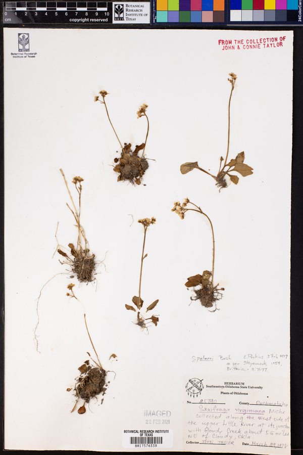Saxifraga palmeri image