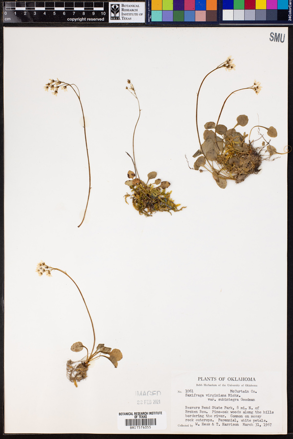Saxifraga virginiensis var. subintegra image