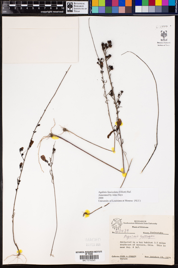 Agalinis fasciculata image