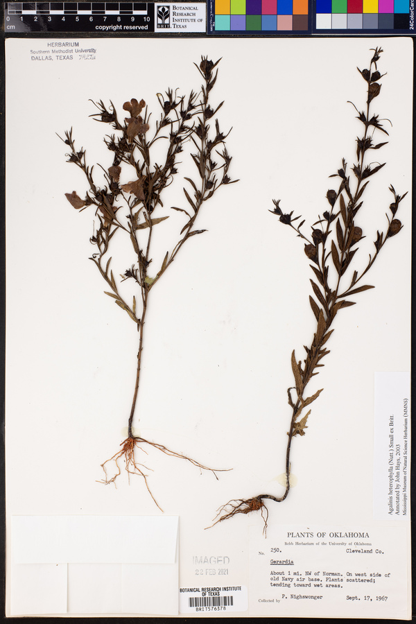 Agalinis heterophylla image