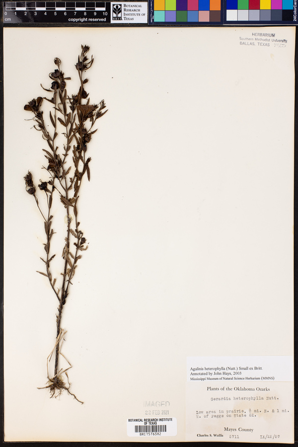 Agalinis heterophylla image