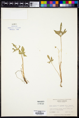 Viola triloba var. dilatata image