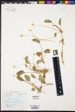 Viola primulifolia var. villosa image