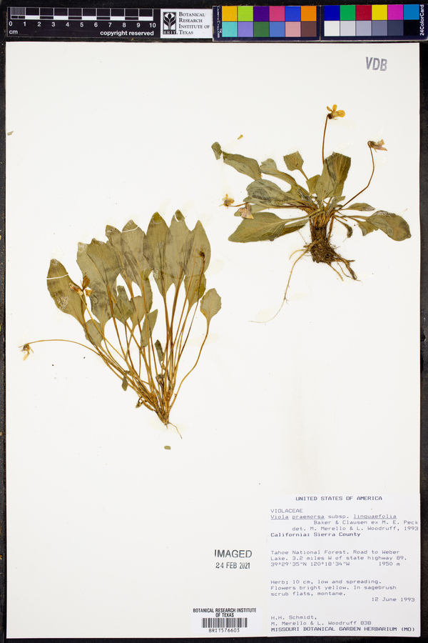 Viola praemorsa subsp. linguafolia image