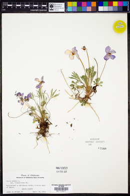 Viola pedata var. lineariloba image