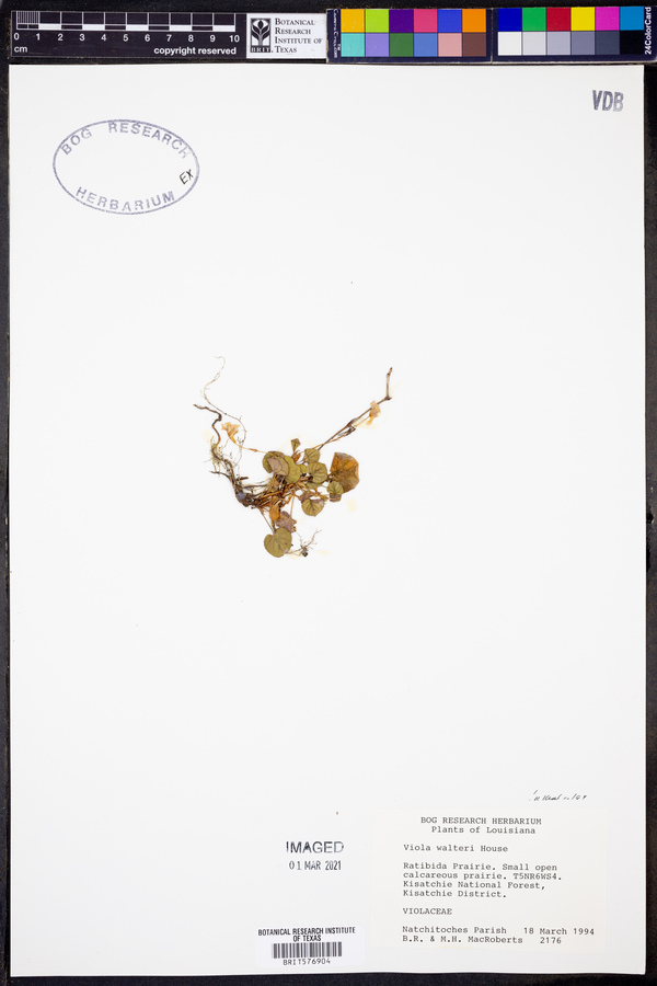 Viola walteri image