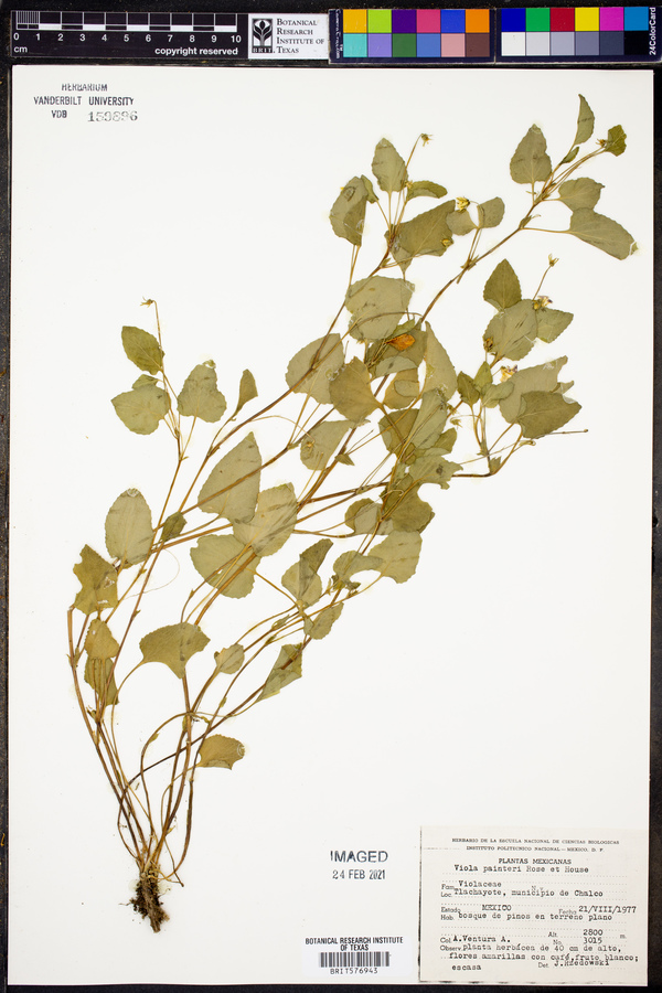 Viola painteri image