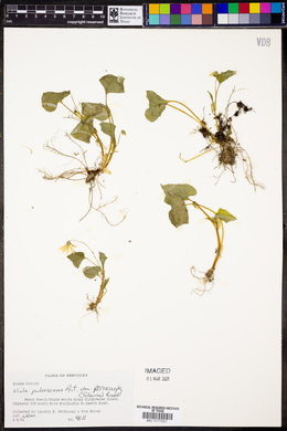 Viola pubescens var. eriocarpa image