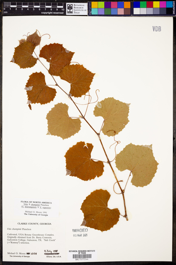 Vitis x champinii image