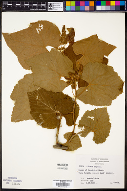 Vitis cinerea image