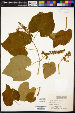 Vitis cinerea image