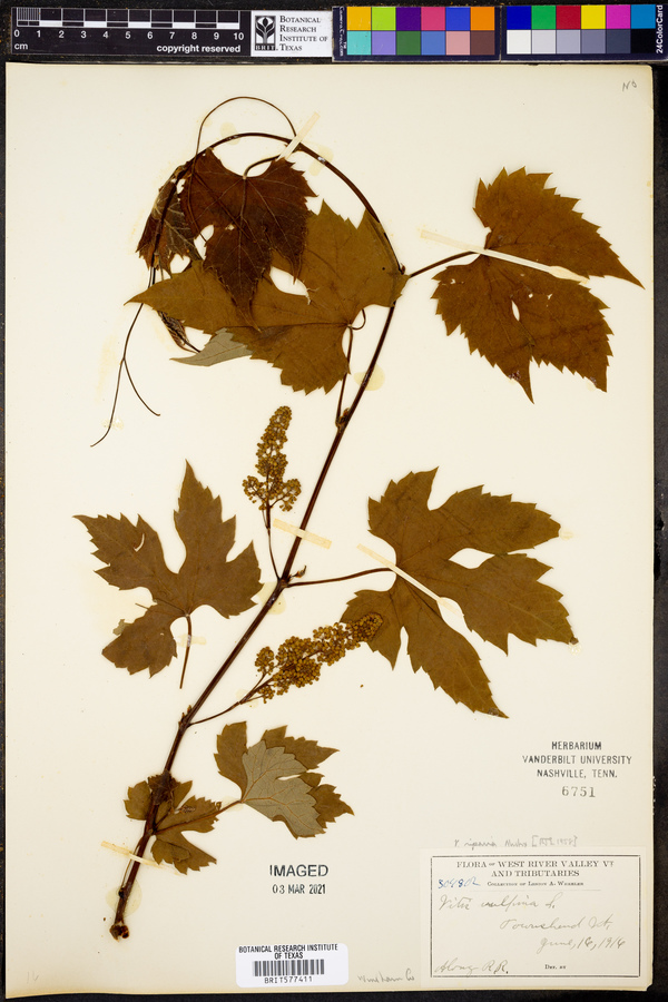 Vitis vulpina subsp. riparia image