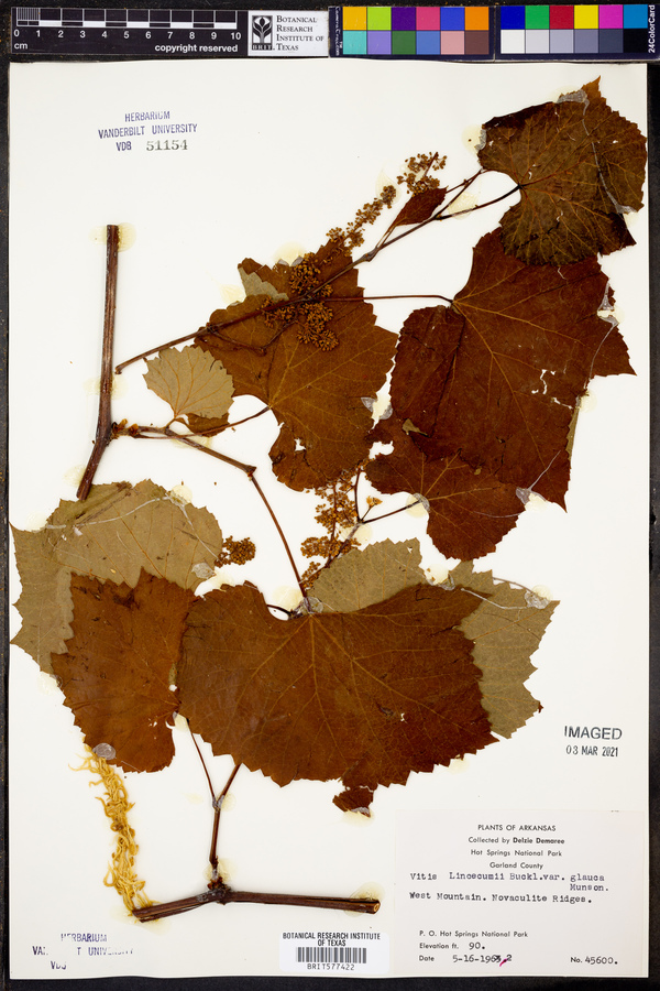 Vitis lincecumii image