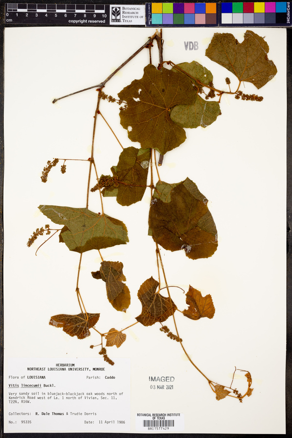 Vitis lincecumii image