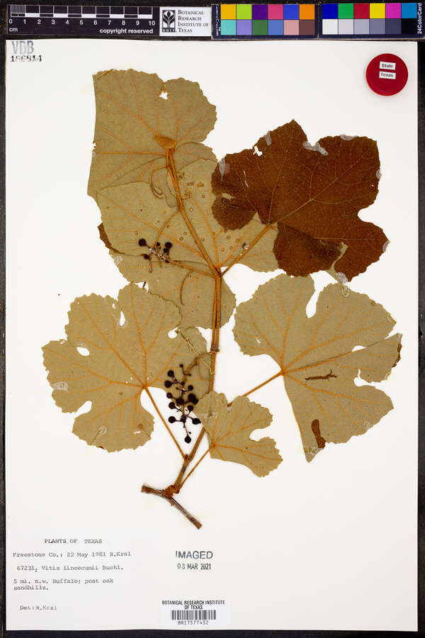 Vitis lincecumii image