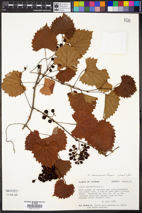 Vitis munsoniana image