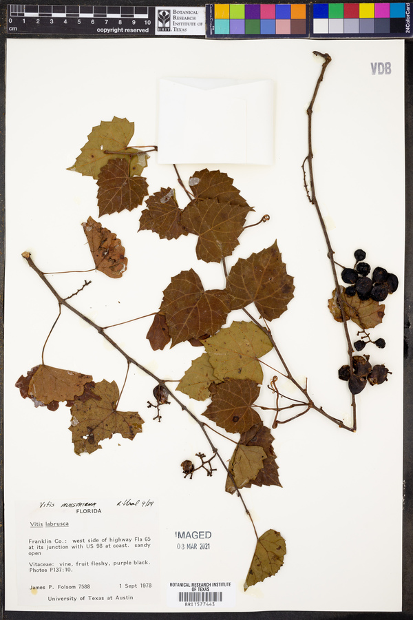 Vitis munsoniana image