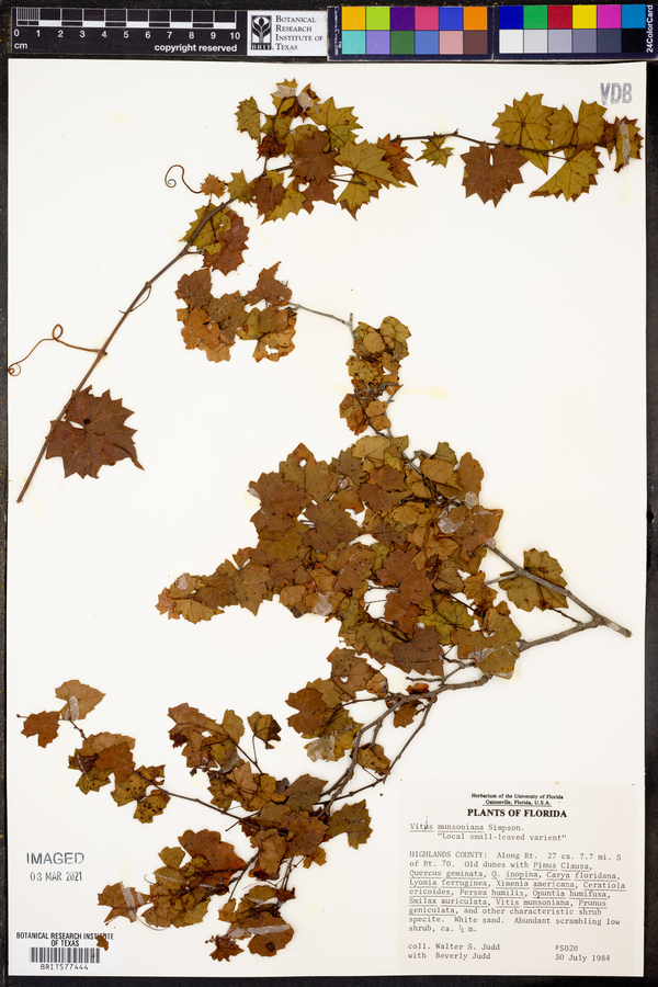 Vitis munsoniana image