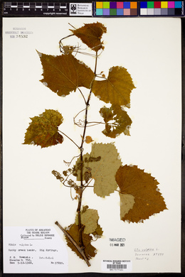 Vitis vulpina image