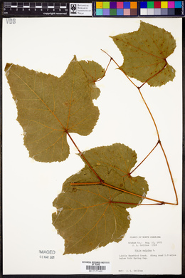 Vitis vulpina image