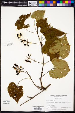 Vitis vulpina image