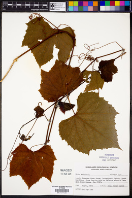 Vitis vulpina image