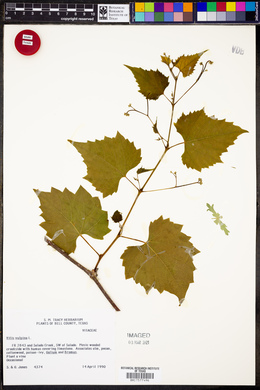 Vitis vulpina image