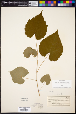 Image of Muscadinia rotundifolia