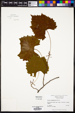 Vitis rotundifolia image