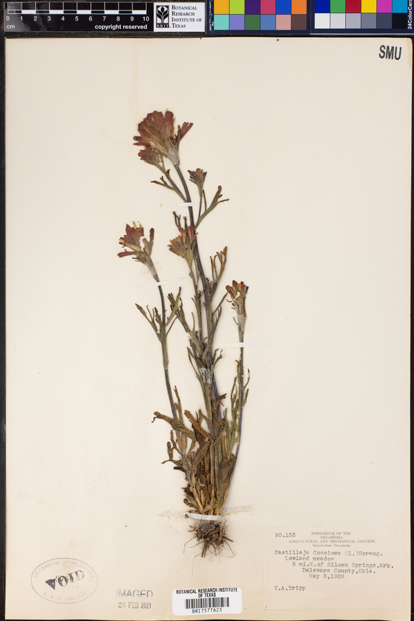 Castilleja coccinea image