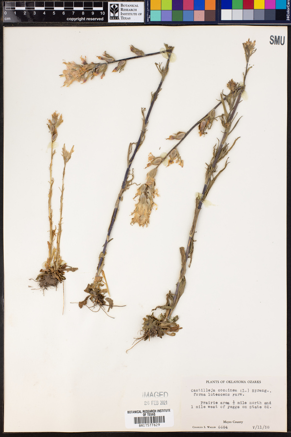 Castilleja coccinea image