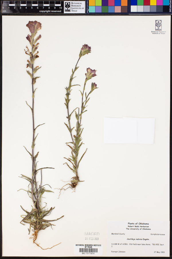 Castilleja indivisa image
