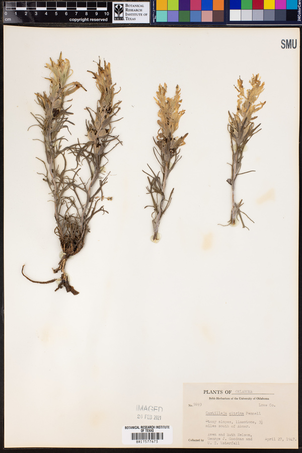 Castilleja citrina image