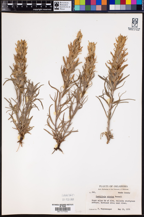 Castilleja citrina image