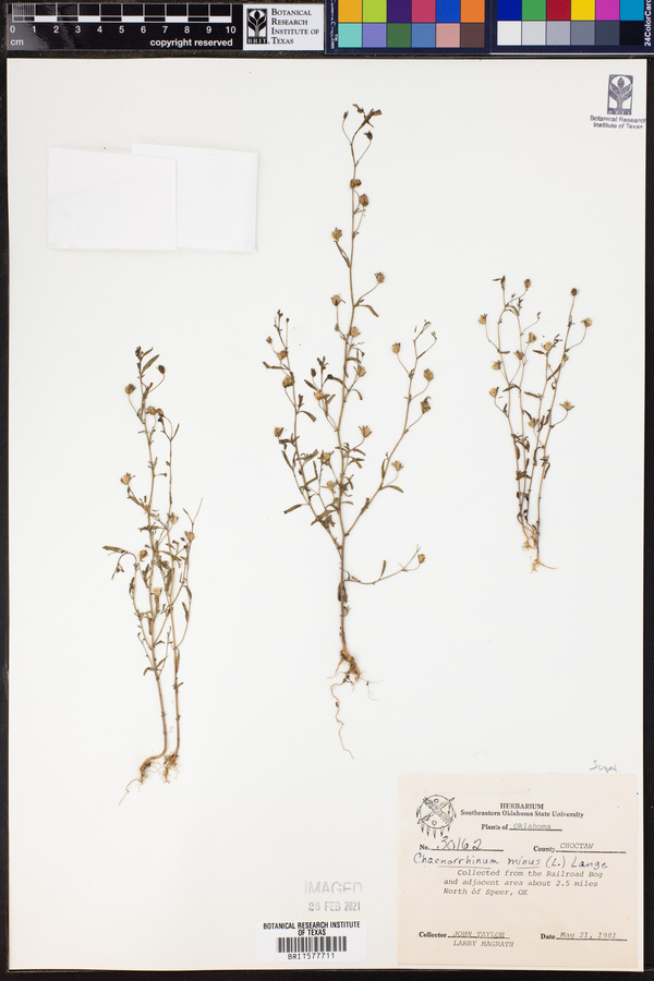 Chaenorhinum image