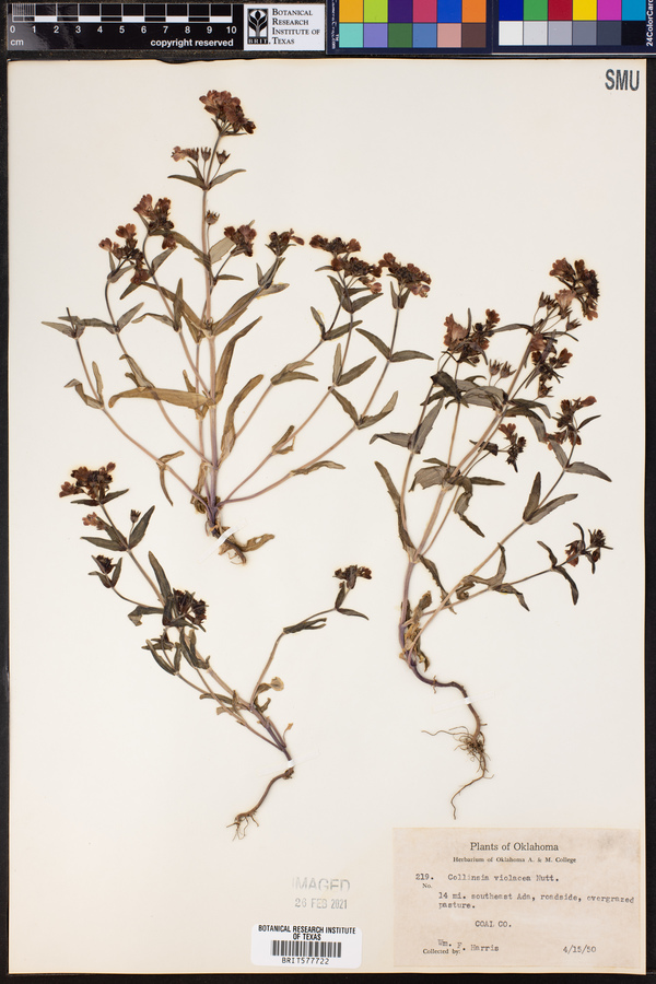 Collinsia violacea image