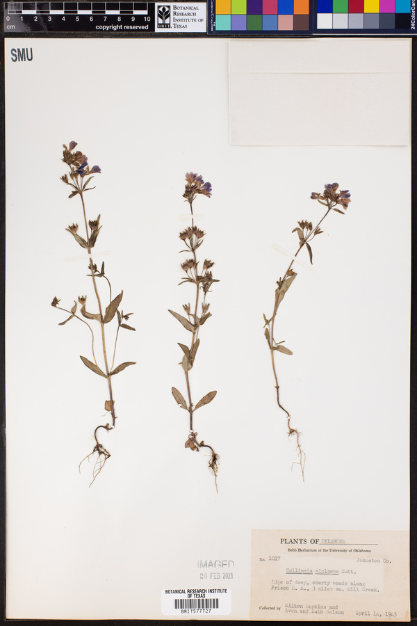 Collinsia violacea image