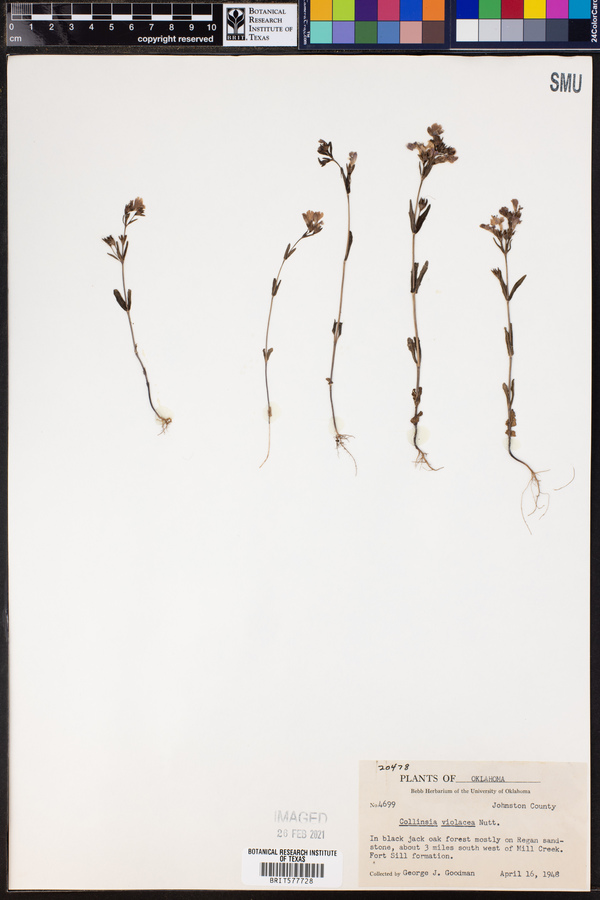 Collinsia violacea image