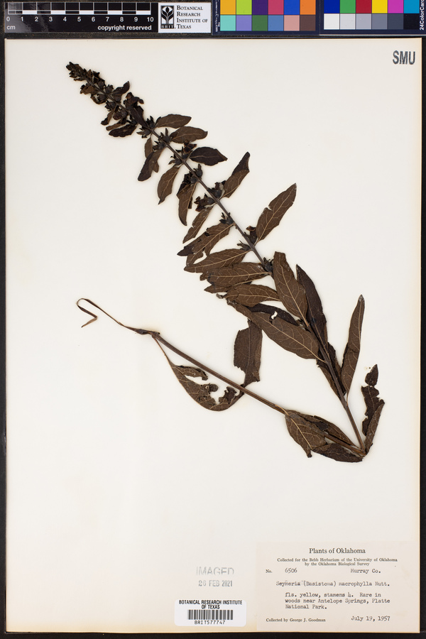 Seymeria macrophylla image