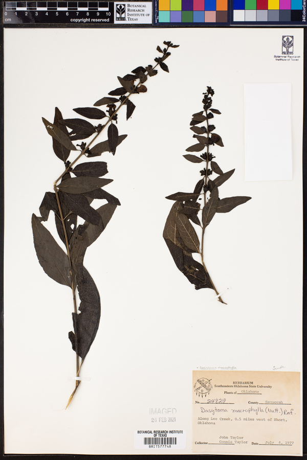 Dasistoma macrophylla image