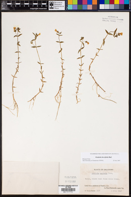 Image of Gratiola brevifolia