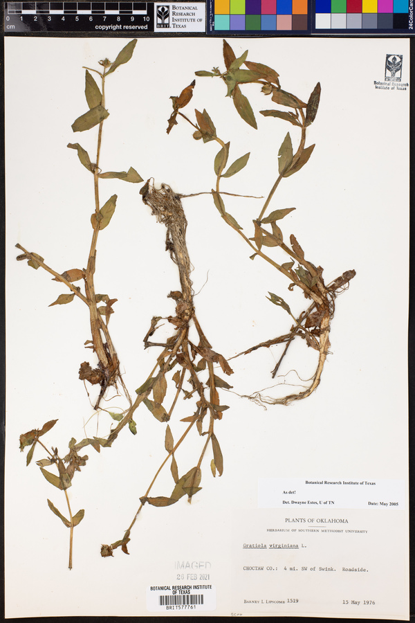 Gratiola virginiana image