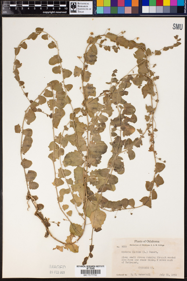 Kickxia elatine image