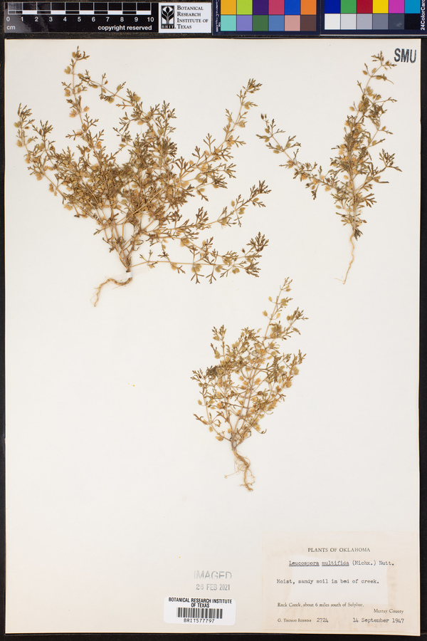 Leucospora multifida image