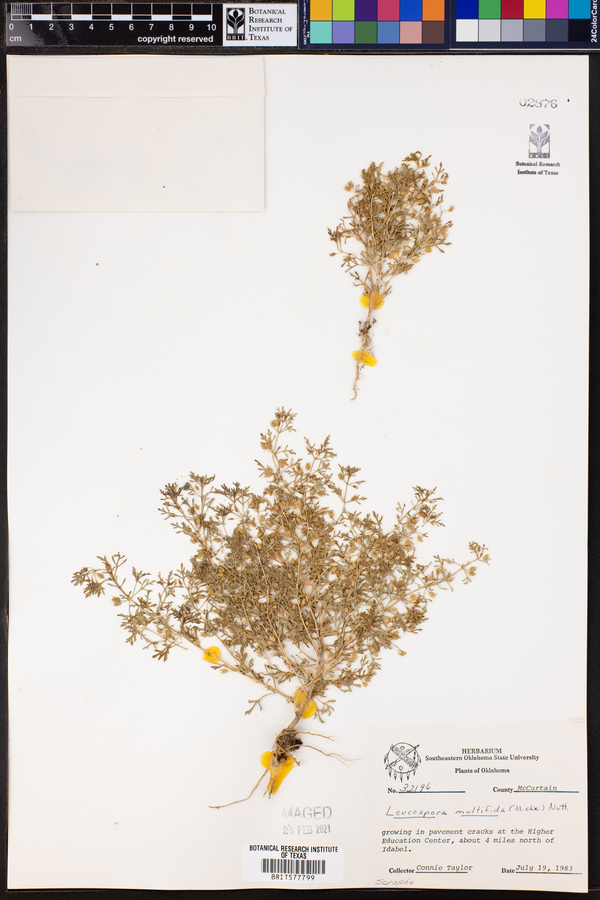 Leucospora image