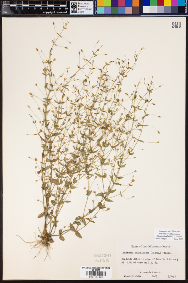 Lindernia image