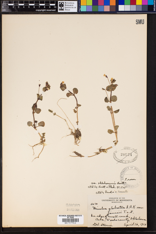 Mimulus glabratus var. oklahomensis image