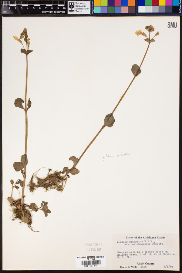 Mimulus glabratus var. oklahomensis image