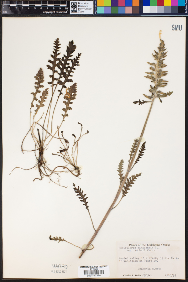 Pedicularis canadensis var. dobbsii image
